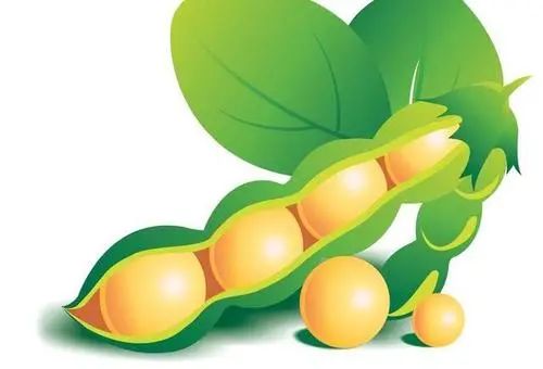 大豆拉丁名_拉丁文巨大的工艺_大豆拉丁文