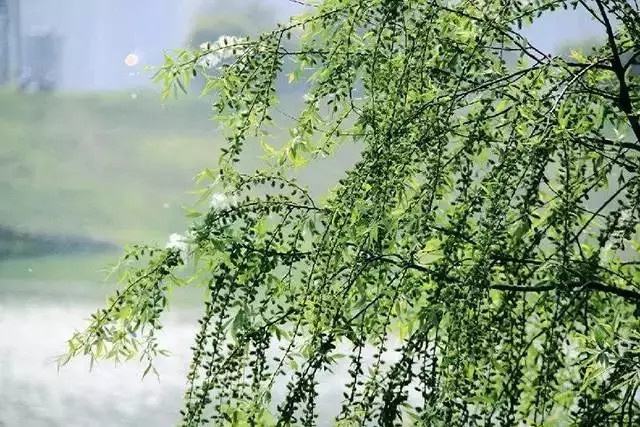 所在江南赶上春_赶上江南春未杳_若到江南赶上春