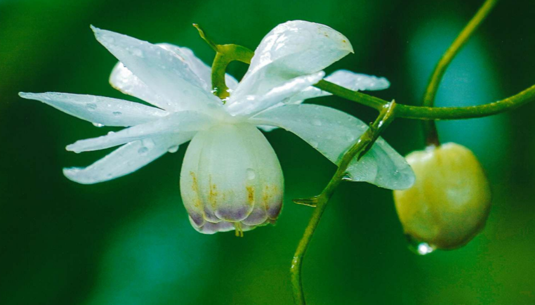 女白虎_女白虎_女白虎