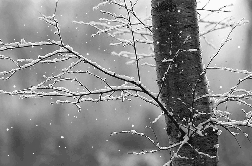 雪花飘电视剧全集剧情_雪花那个飘电视剧_雪花飘电视剧全集