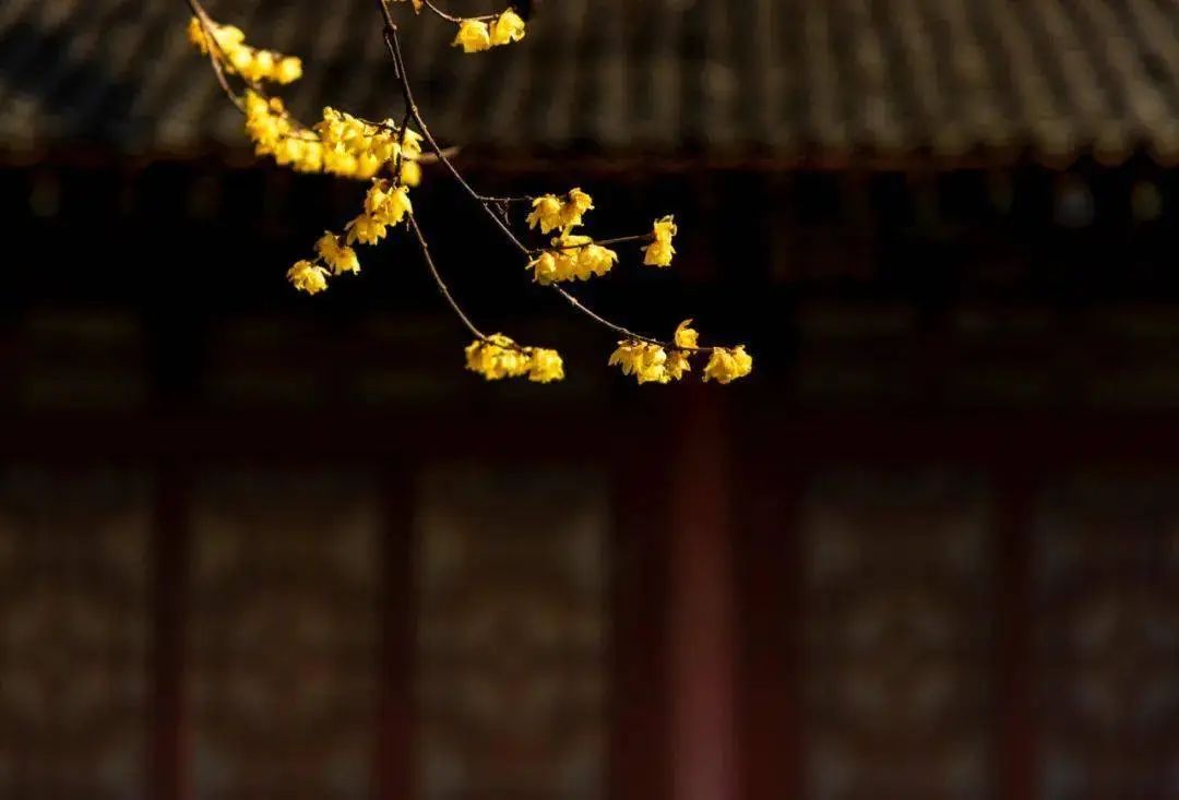 元稹诗歌风格_元稹的诗_元稹诗人