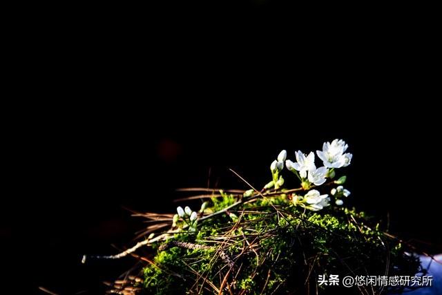 网络词捧杀什么意思_捧杀是什么意思_捧杀是褒义还是贬义