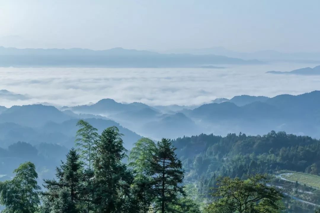 鍉怎么读_鍉针怎么读音_鍉