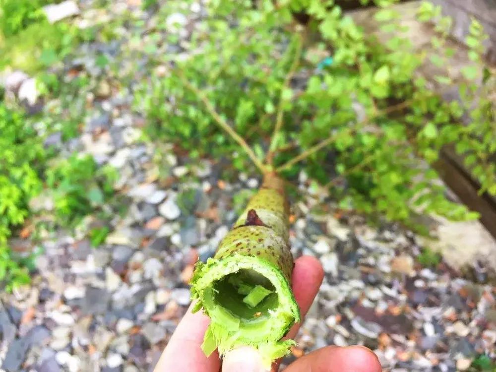茎_茎的英文_茎组词