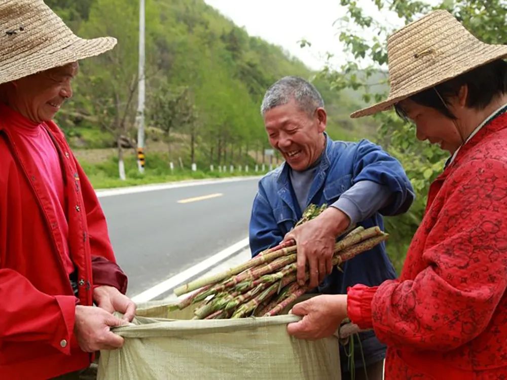 茎组词_茎的英文_茎