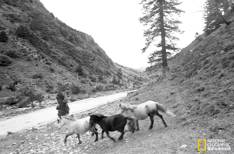 茶马古道路线图_古茶马古道_马古道是什么意思