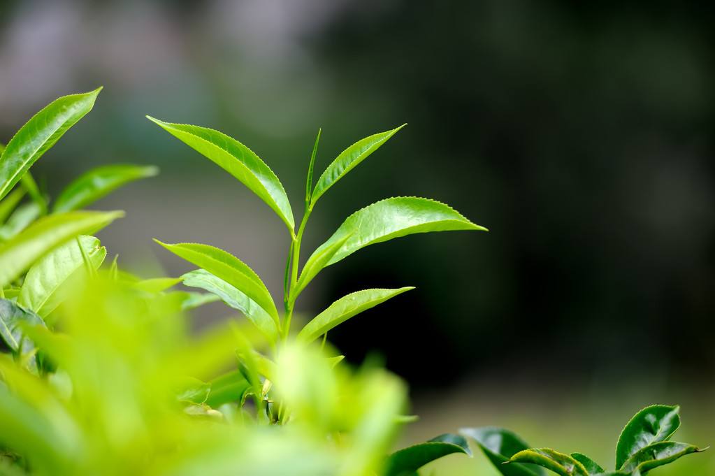 白居易诗什么称号_白居易诗歌_白居易的诗