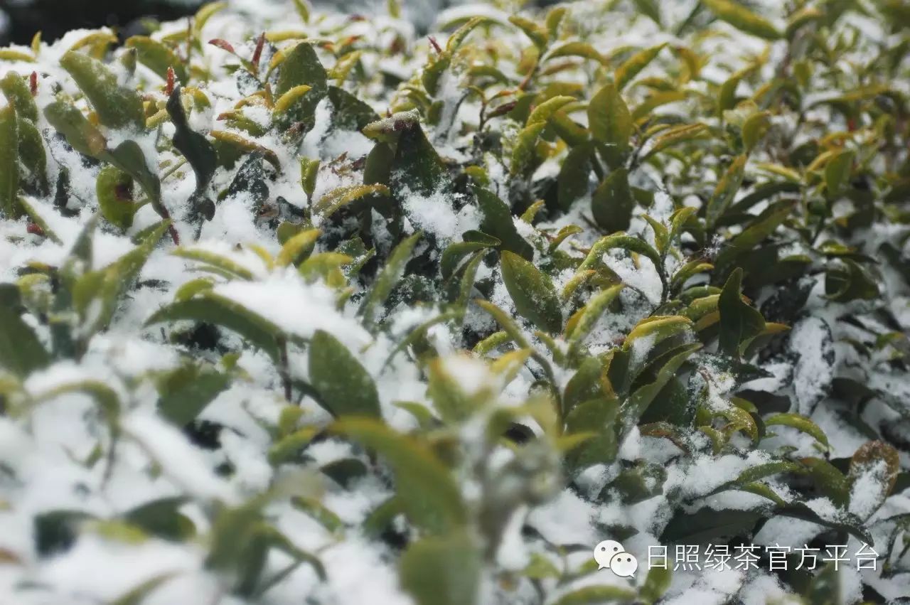 雪青茶是什么茶_雪青_雪青茶