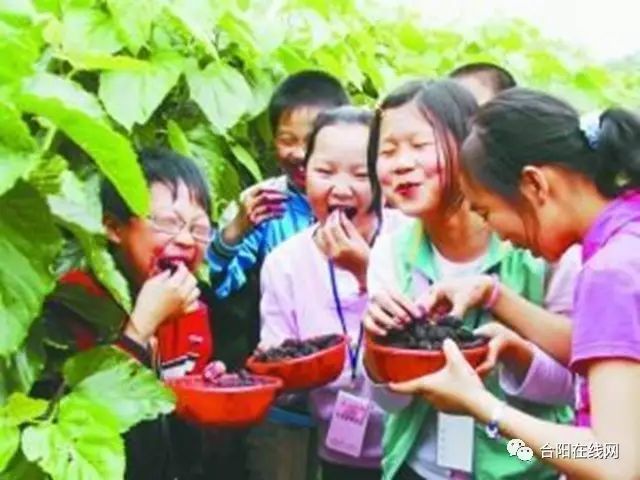 雪青茶_雪青茶是什么茶_雪青