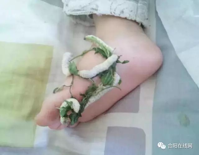 雪青_雪青茶是什么茶_雪青茶
