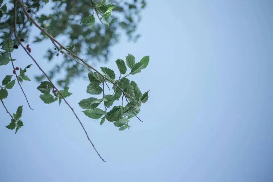 河北科技大学的校址_河北科技大学地址_河北大学科技处在几楼
