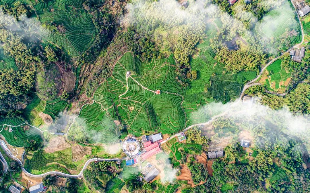 兰州三炮台茶_甘肃三炮台茶_三炮台茶
