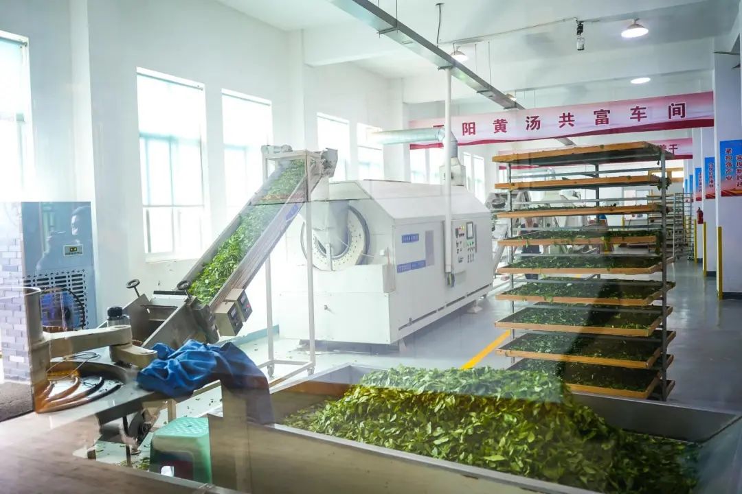 三炮台茶_兰州三炮台茶_甘肃三炮台茶
