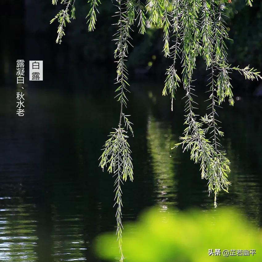 晴空一鹤排云上的鹤有何妙用_晴空一鹤排云上的鹤_晴空一鹤排云上