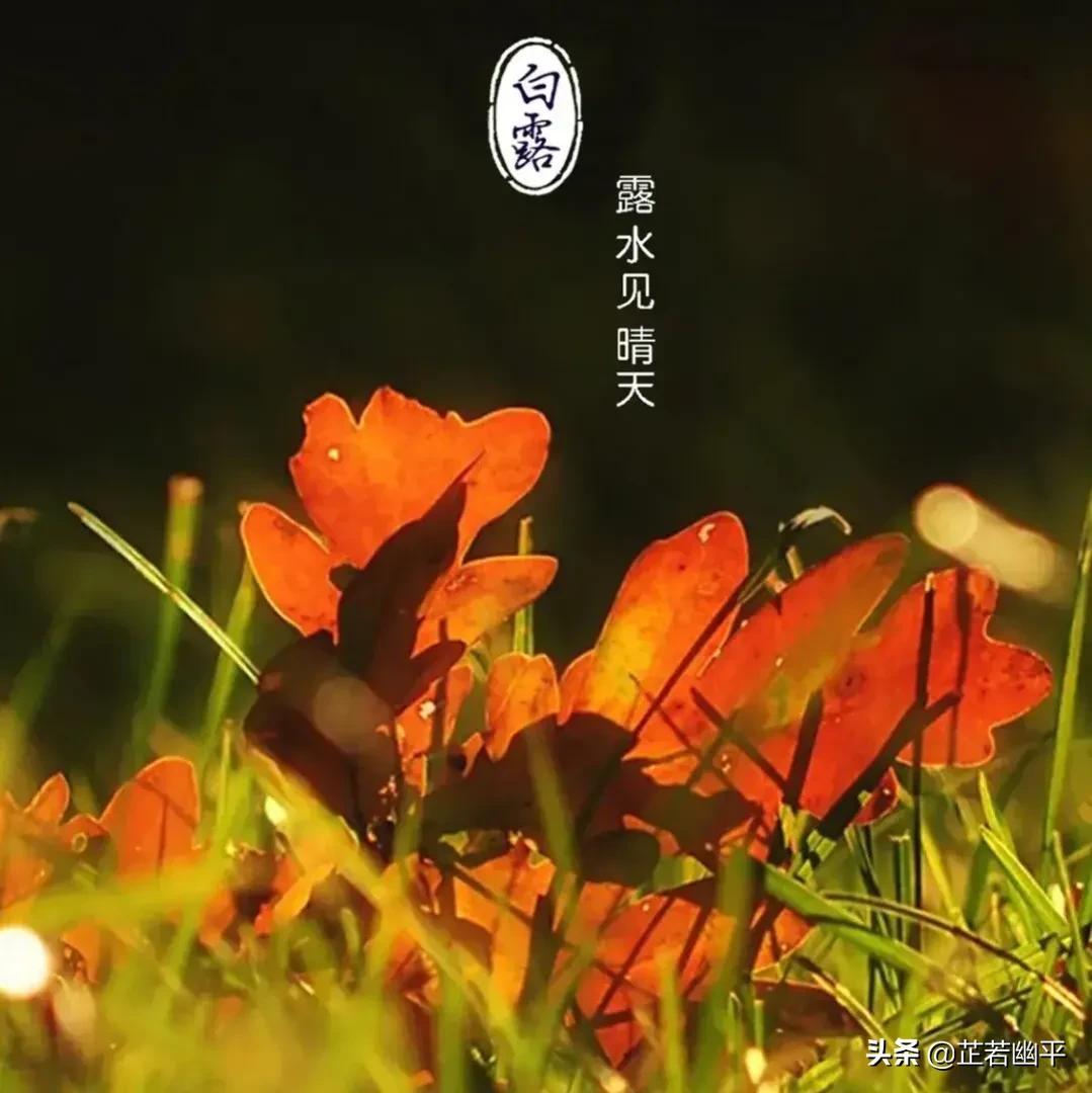 晴空一鹤排云上的鹤有何妙用_晴空一鹤排云上_晴空一鹤排云上的鹤