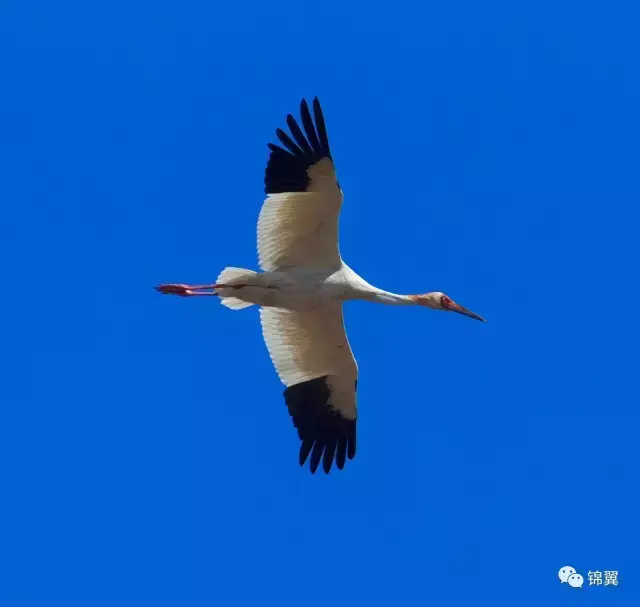 晴空一鹤排云上_晴空一鹤排云上的鹤_晴空一鹤排云上的鹤是什么意思