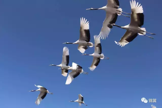 晴空一鹤排云上的鹤是什么意思_晴空一鹤排云上_晴空一鹤排云上的鹤