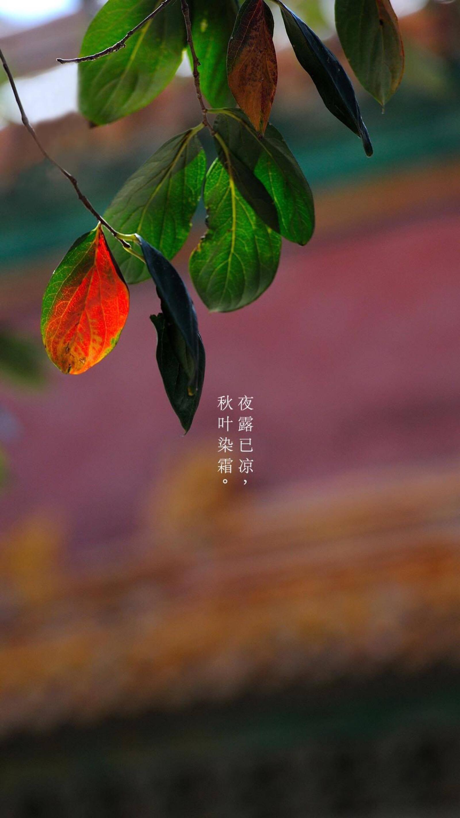 寒蛩是什么意思_寒蛩的别称_寒蛩
