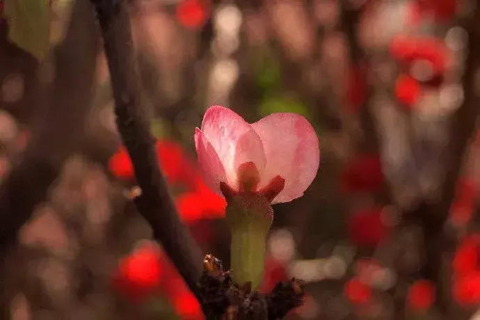 汲汲什么影成语_汲汲顾影_汲汲顾影惟日不足什么意思