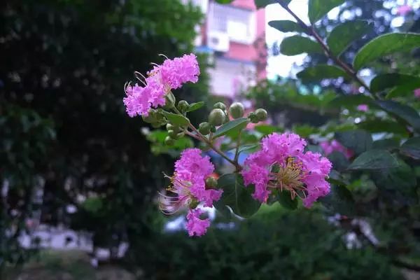 黄牛木的功效和作用_黄牛木_黄牛木图片