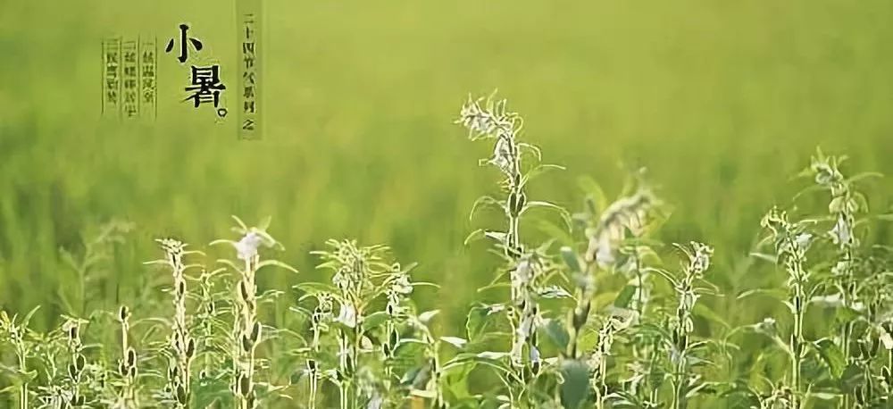黄牛木叶_黄牛木_黄牛木寄生的功效与主治