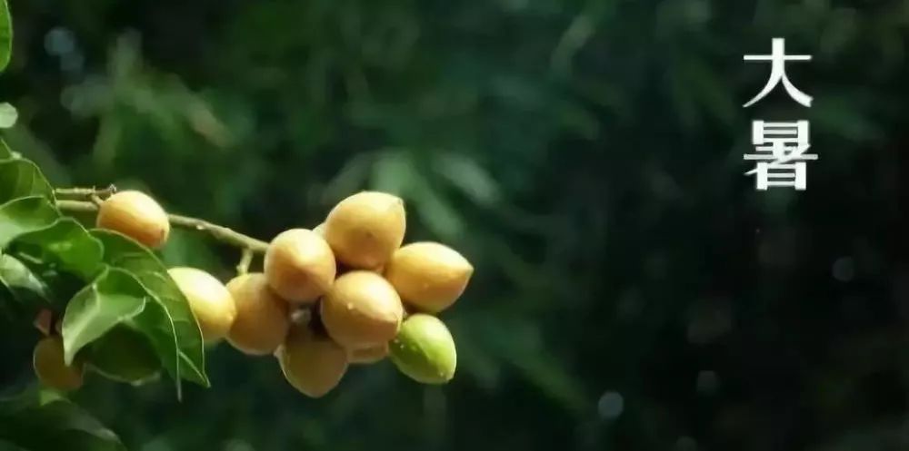 黄牛木叶_黄牛木寄生的功效与主治_黄牛木