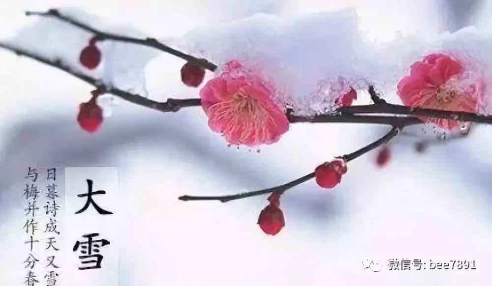 黄牛木_黄牛木叶_黄牛木寄生的功效与主治