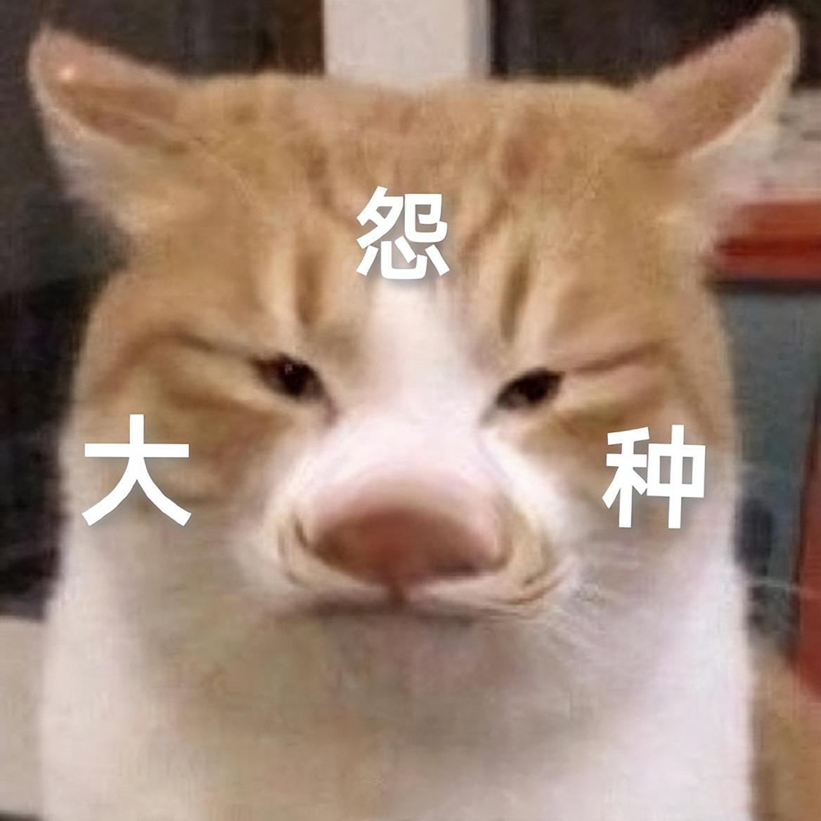 我是真的会谢是什么梗_我是真的会谢是什么梗_我是真的会谢是什么梗