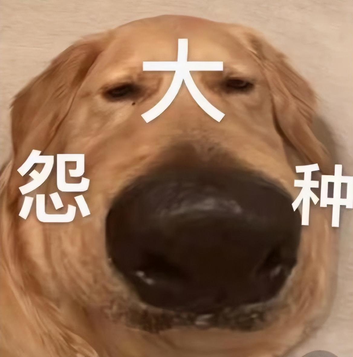 我是真的会谢是什么梗_我是真的会谢是什么梗_我是真的会谢是什么梗