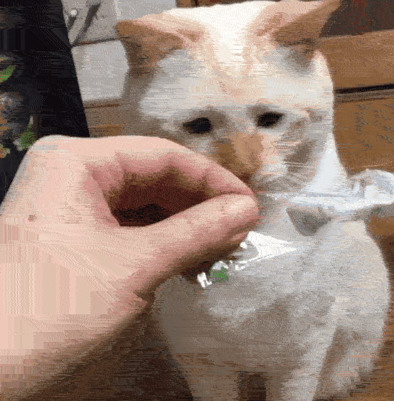 王八讲经_王八念经_不听不听王八念经图片
