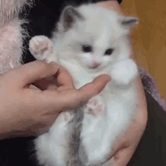 王八念经_王八讲经_不听不听王八念经图片