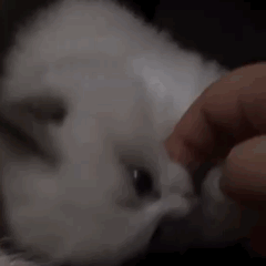 王八念经_不听不听王八念经图片_王八讲经