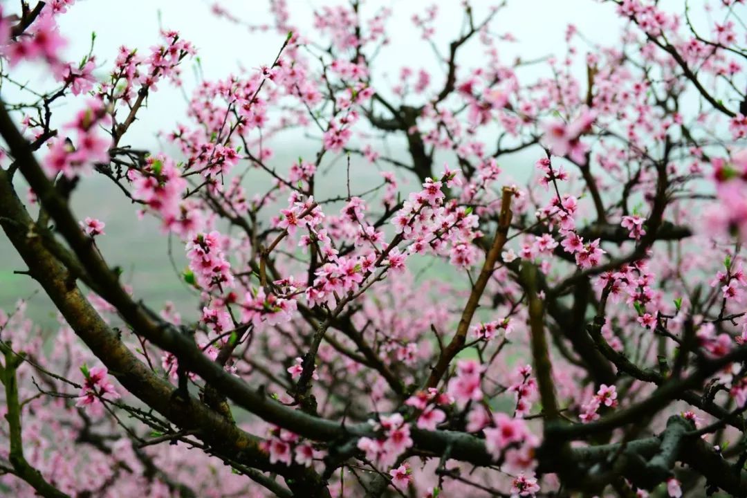 辟邪拼音是什么意思_辟邪的发音_辟邪读音