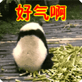 二货是贬义词吗_二货是什么意思_二货是什么词