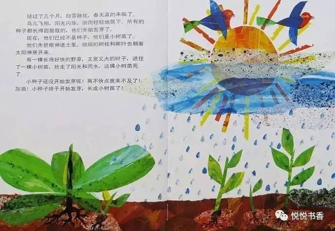 小种子_种子小的植物有哪些_种子小营养物质不足