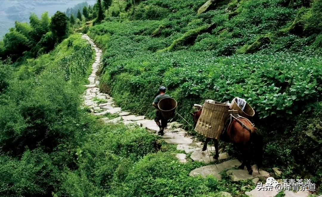 古道茶旅_古方袪湿茶_古道湿茶