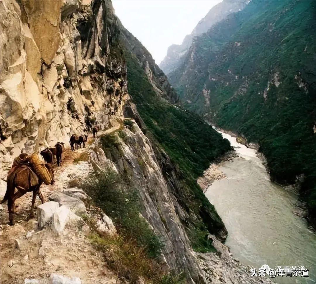 古方袪湿茶_古道茶旅_古道湿茶