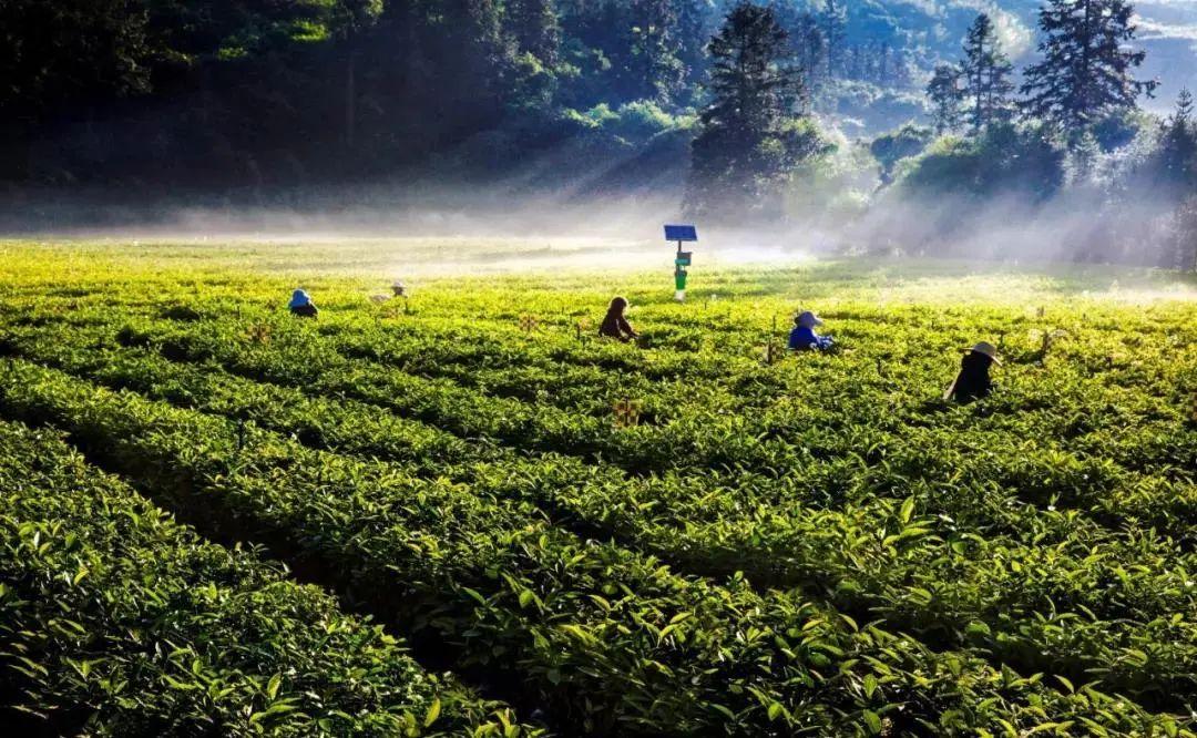 古道湿茶的作用_古道湿茶_古道茶旅