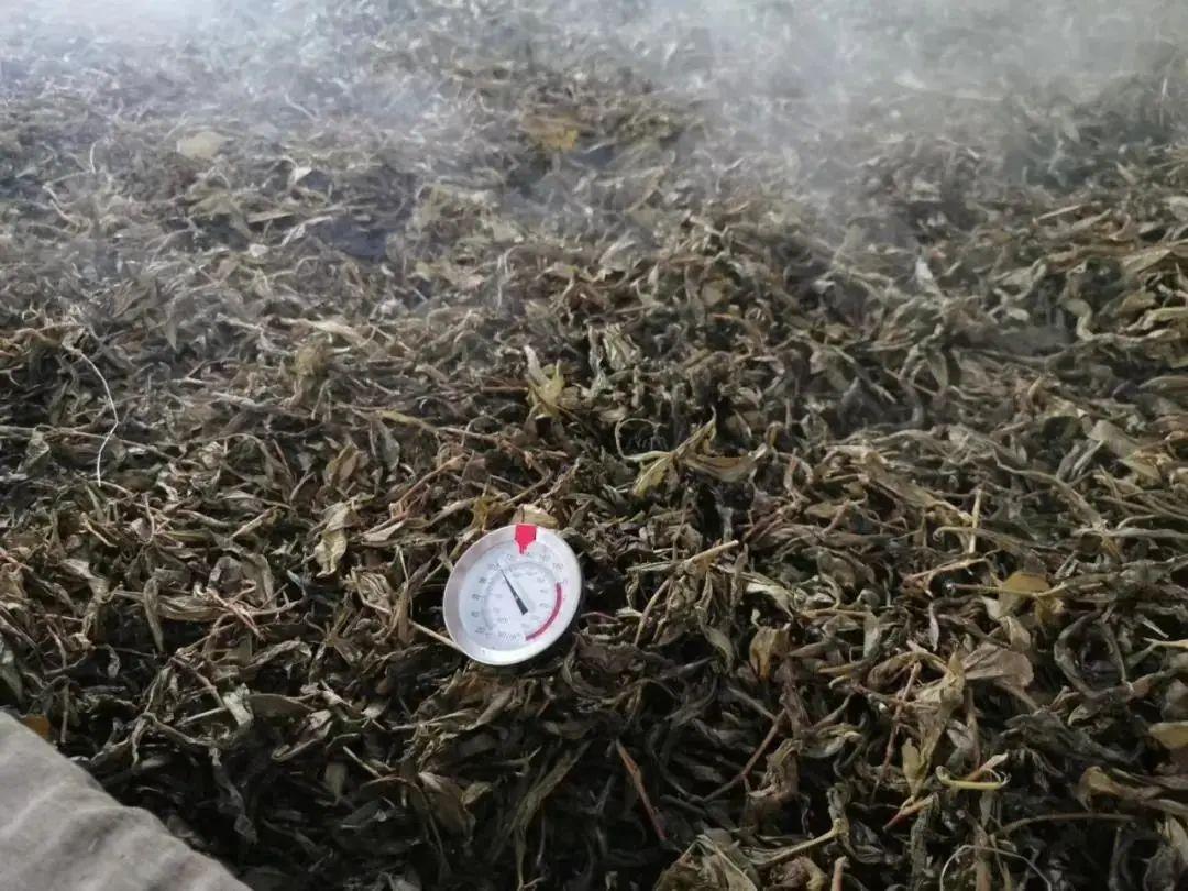 古道湿茶的作用_古道湿茶_古道茶旅