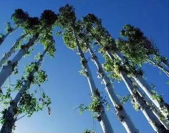 坦荡如砥下一句_坦荡如砥_坦荡如砥坦荡如砥