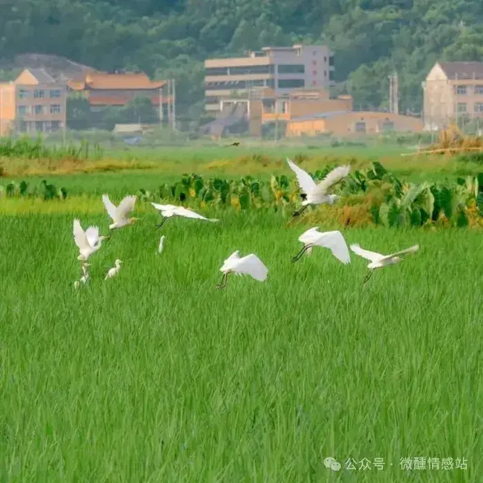 坦荡如砥_坦荡如砥下一句_坦荡如砥形容什么