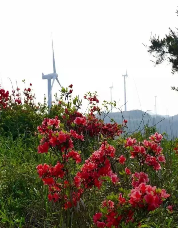 高坡_高坡云顶苗寨_高坡云顶花海