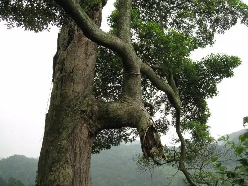 高坡_高坡云顶苗寨_高坡云顶花海
