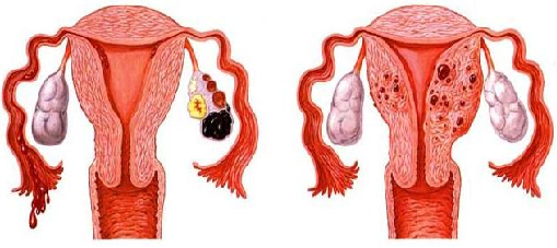 云南孕宝生物科技有限公司_云南助孕_云南本草助孕贴