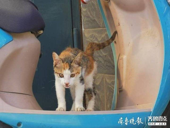 其间旦暮闻何物杜鹃啼血猿哀鸣_哀鸣的近义词_哀鸣