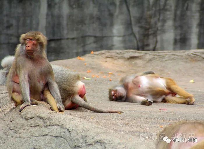 哀鸣怎么读_哀鸣_哀鸣声之多兮长太息以掩涕兮