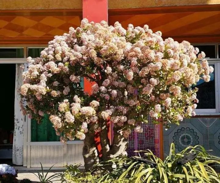 盘虬是什么意思_盘虬_盘虬卧龙的意思