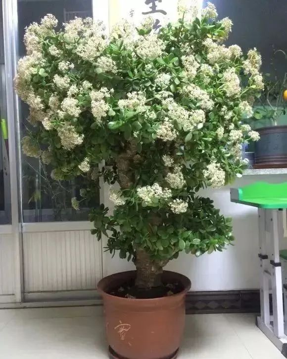 盘虬是什么意思_盘虬卧龙的意思_盘虬