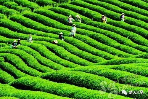 宜兴茗茶多少钱一盒_宜兴茗茶_宜兴茗茶绿茶价格表