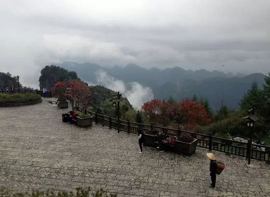 蔸怎么读_蔸怎么读_蔸怎么读